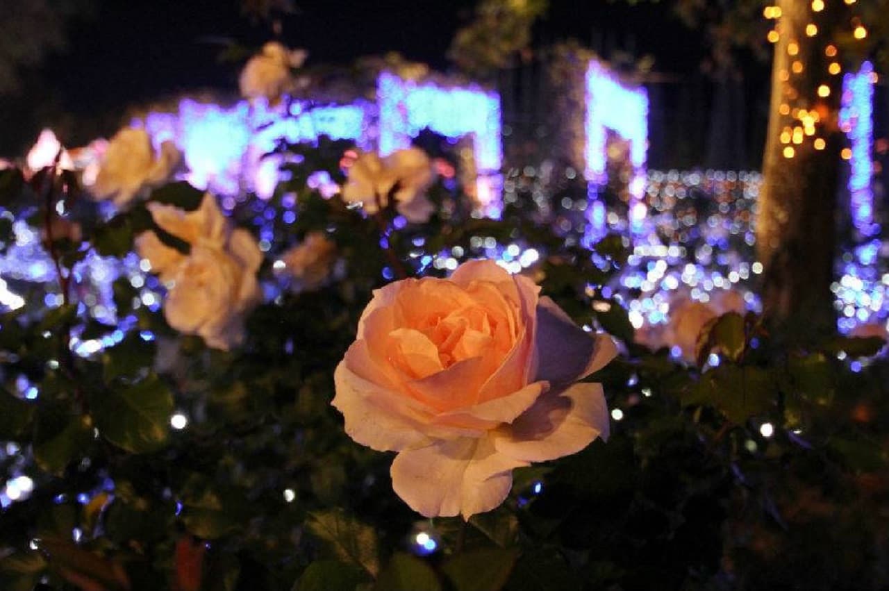 Huis Ten Bosch Theme Park - تصویر 13