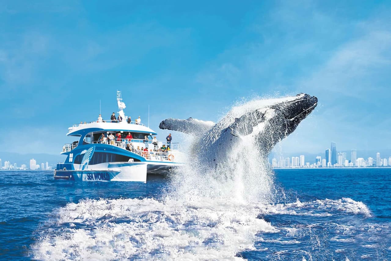 Gold Coast Whale Watching Cruise aboard Sea World Cruises - تصویر 2