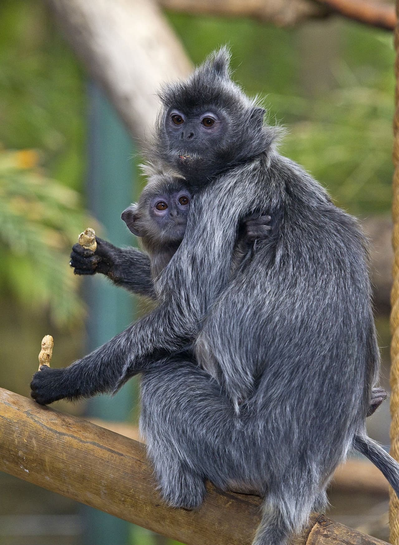 San Diego Zoo - تصویر 5