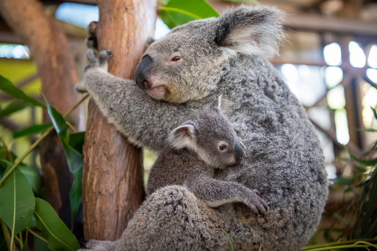 Kuranda Rainforestation Nature Park Full-Day Tour from Cairns - تصویر 11