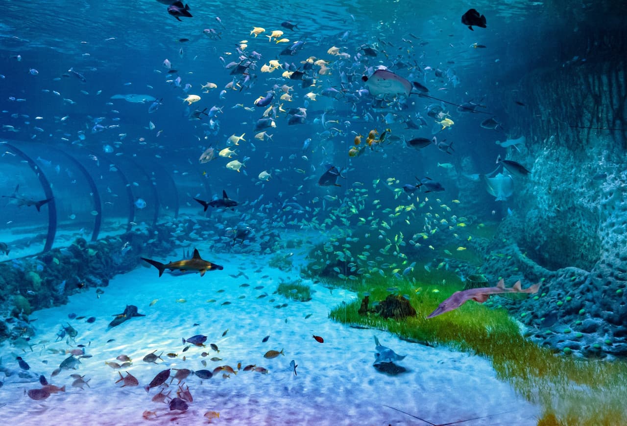 COMBO: The National Aquarium + Louvre Abu Dhabi Tickets - تصویر 2