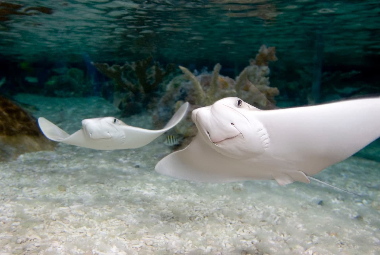پکیج: SEA LIFE London Aquarium + Hubby eSIM رایگان - تصویر 5