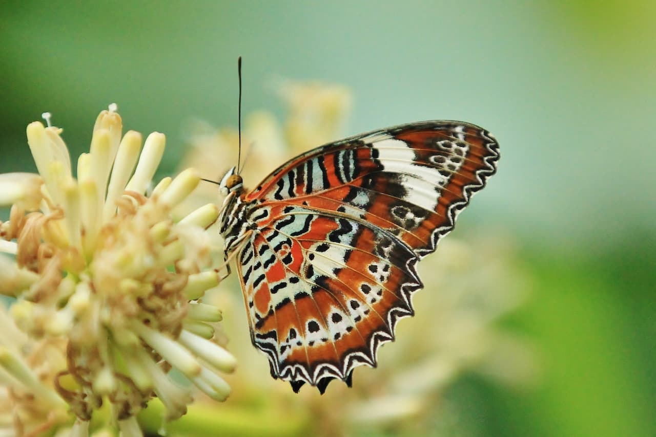 Australian Butterfly Sanctuary - تصویر اصلی