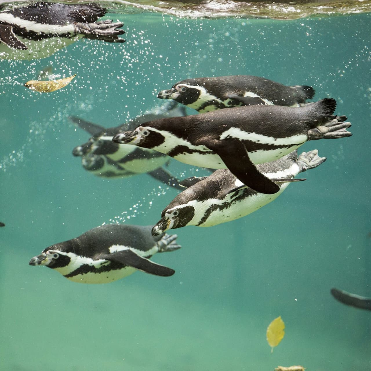 ZooParc de Beauval Ticket - تصویر 13