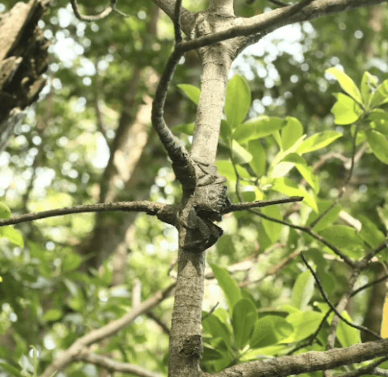 Lebam River Cruise - تصویر 6