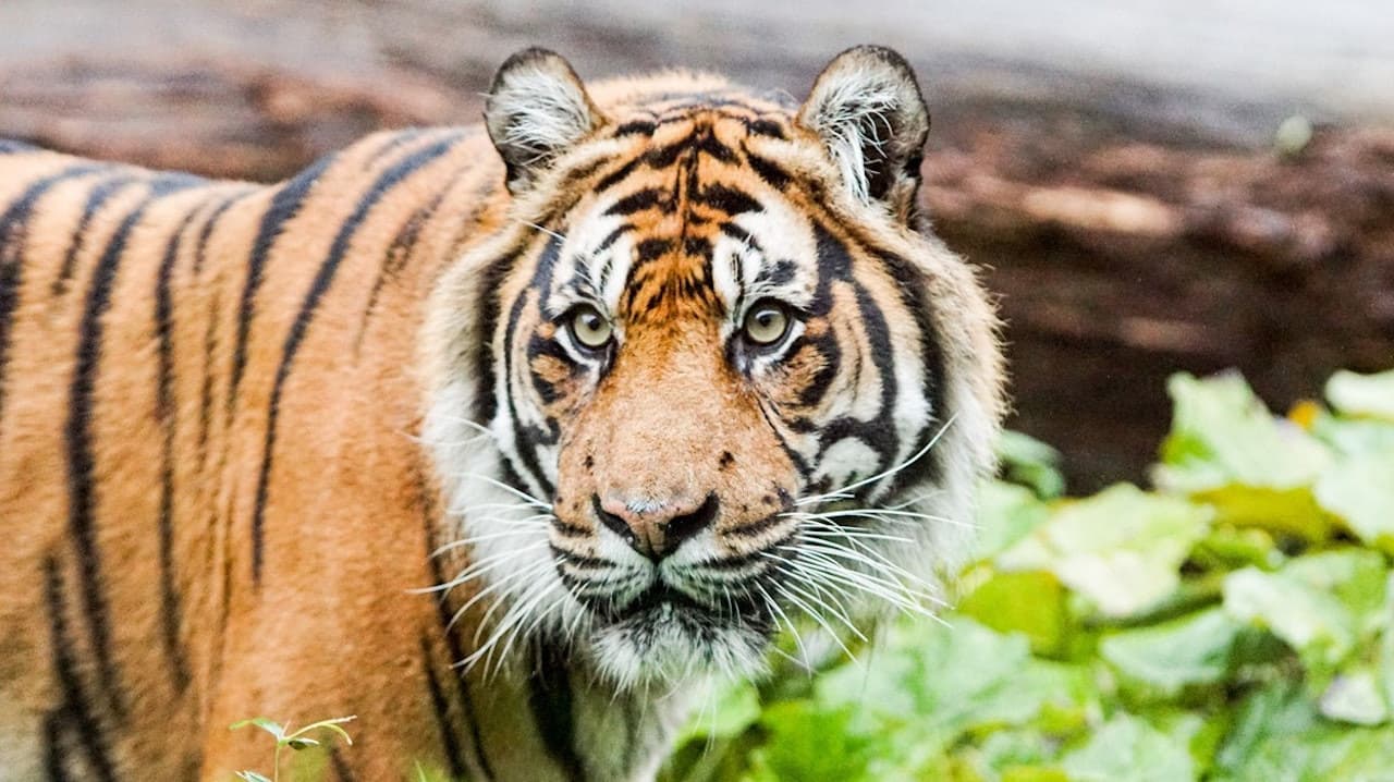 London Zoo - تصویر 2