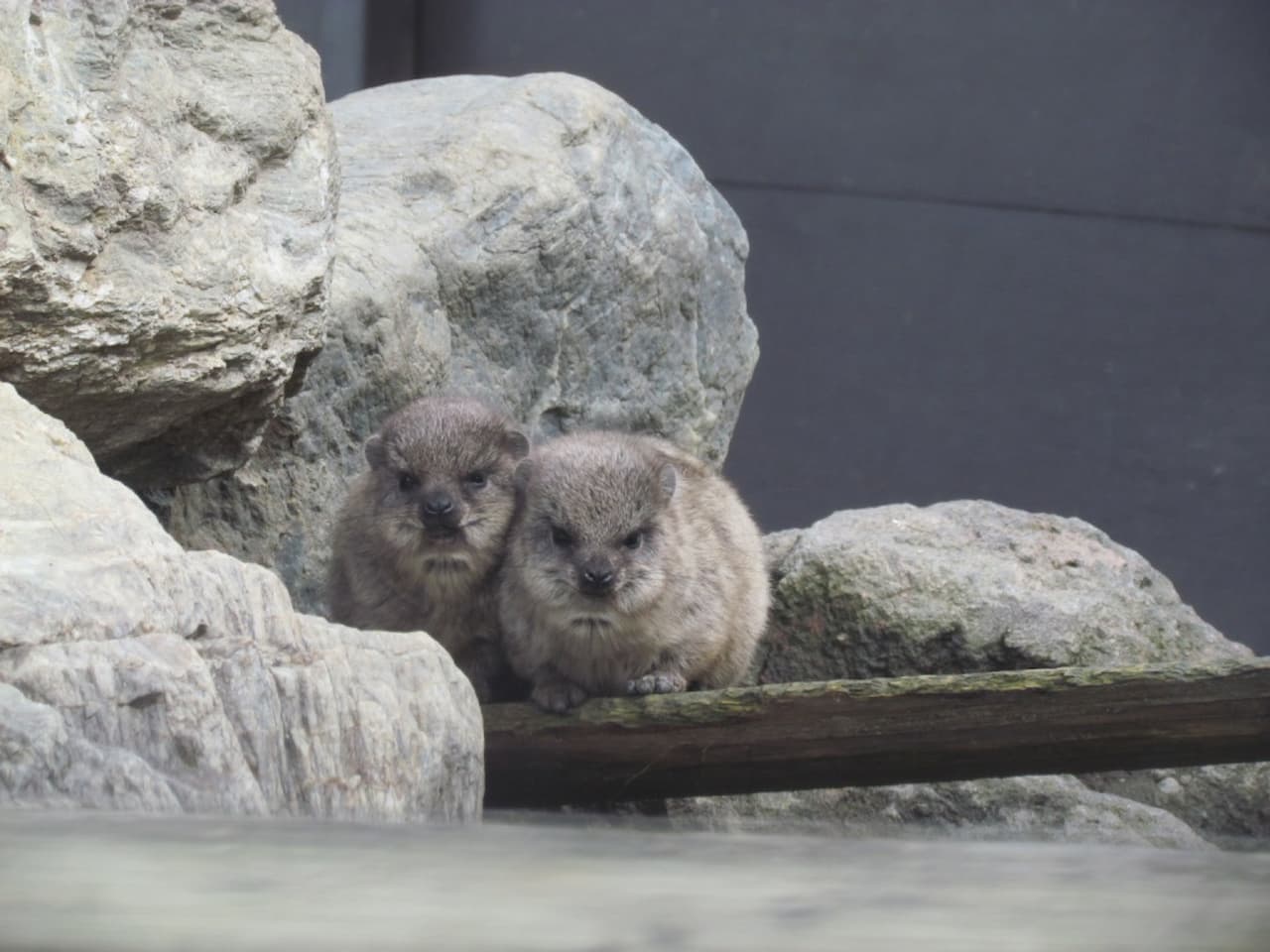 Gunma Safari Park Ticket - تصویر 6