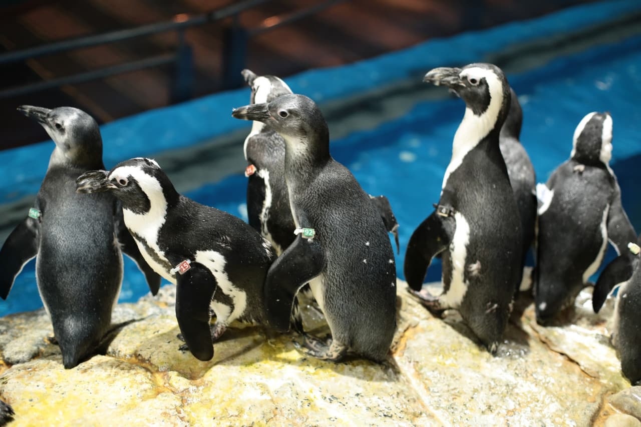 Underwater World Langkawi Ticket - تصویر 2
