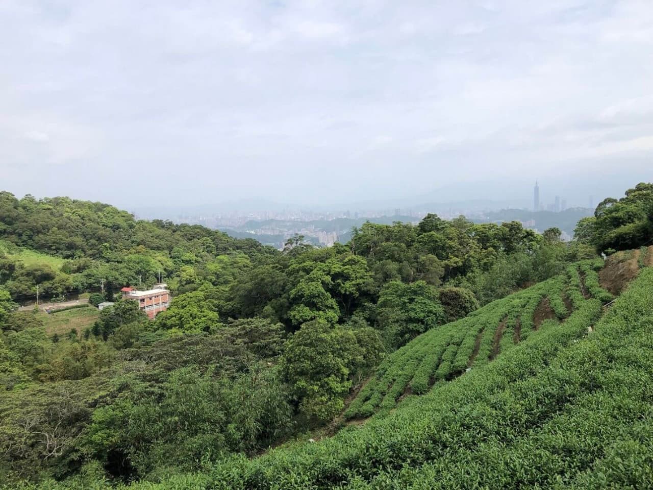 Pinglin Tea Culture and Maokong Full-Day Tour from Taipei - تصویر 2
