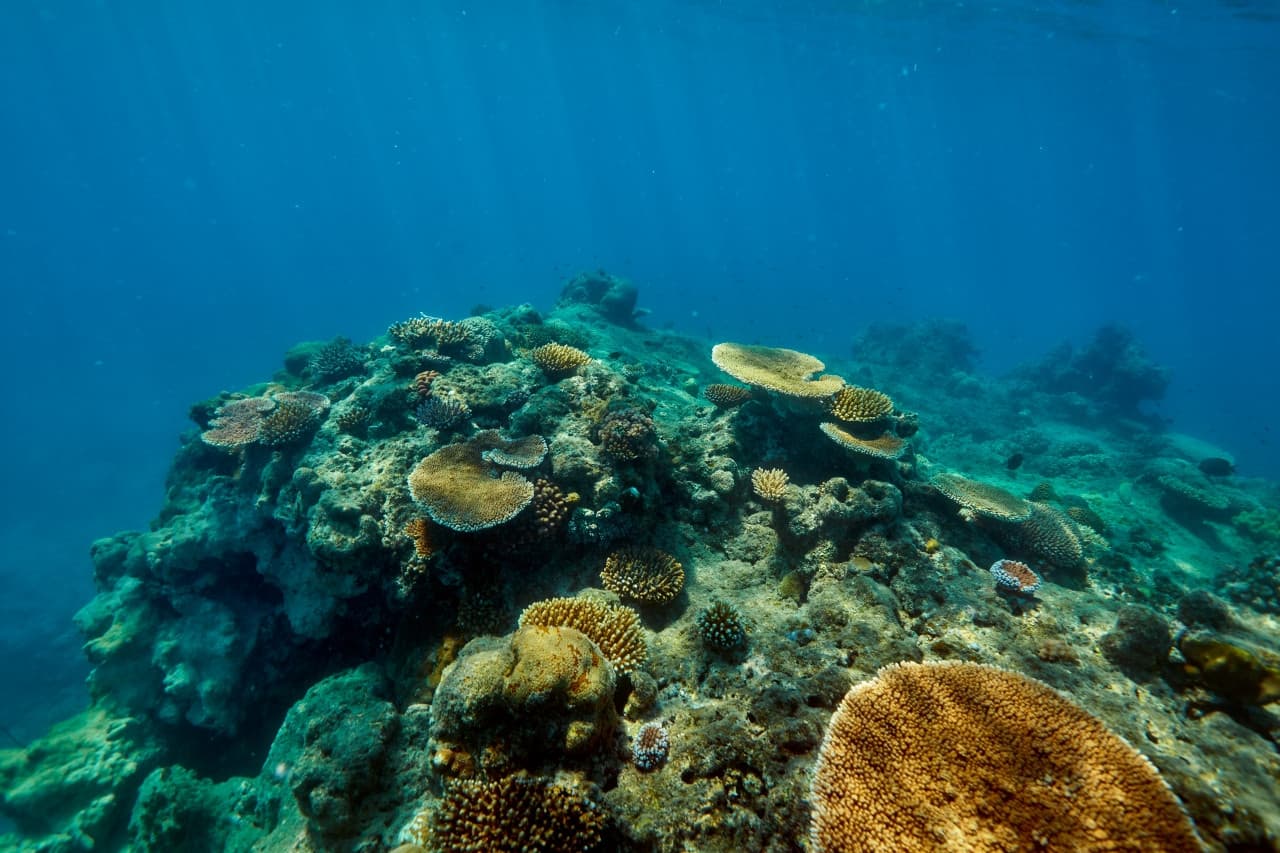 Green Island Great Barrier Reef Half Day Tour from Cairns - تصویر 5
