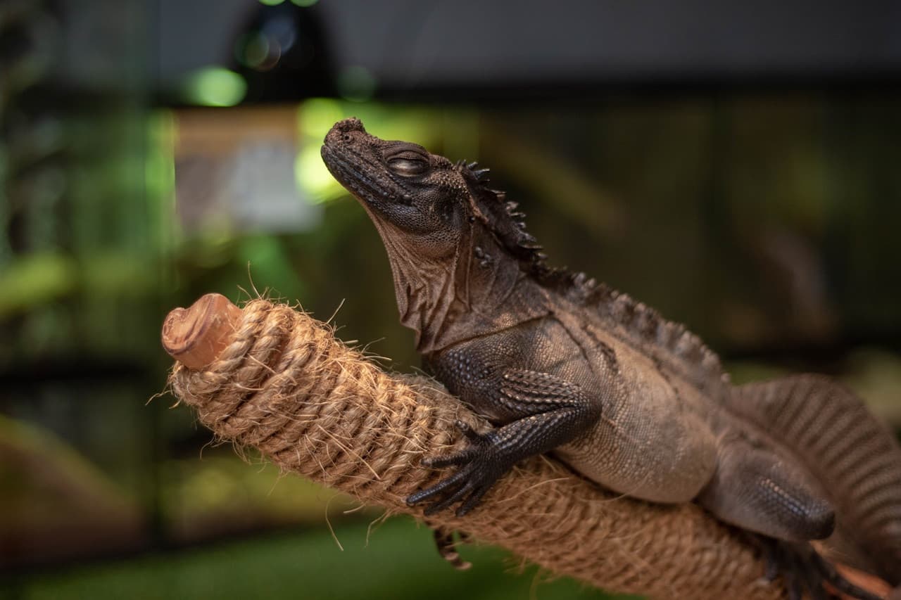 Just Farm Indoor Zoo Kuala Lumpur  (Previously Known As Just Pets Megastore) - تصویر 12