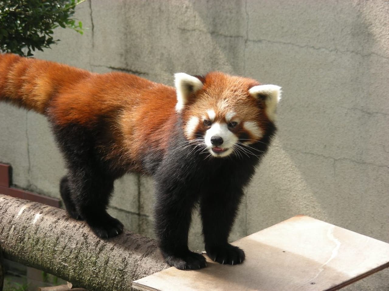 Gunma Safari Park Ticket - تصویر 8