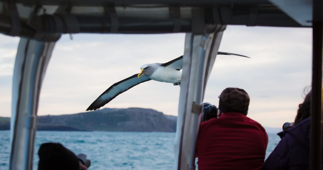 Monarch Wildlife Cruise and Peninsula Encounter Tour - تصویر 6