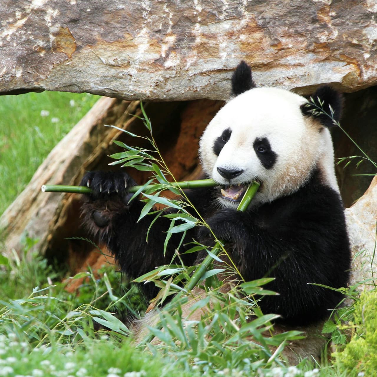 ZooParc de Beauval Ticket - تصویر 3