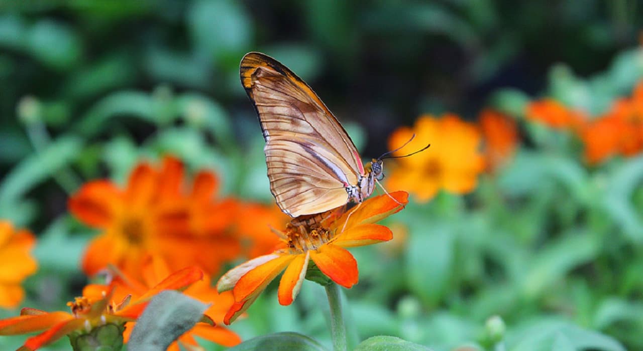 Dubai Butterfly Garden - تصویر 2