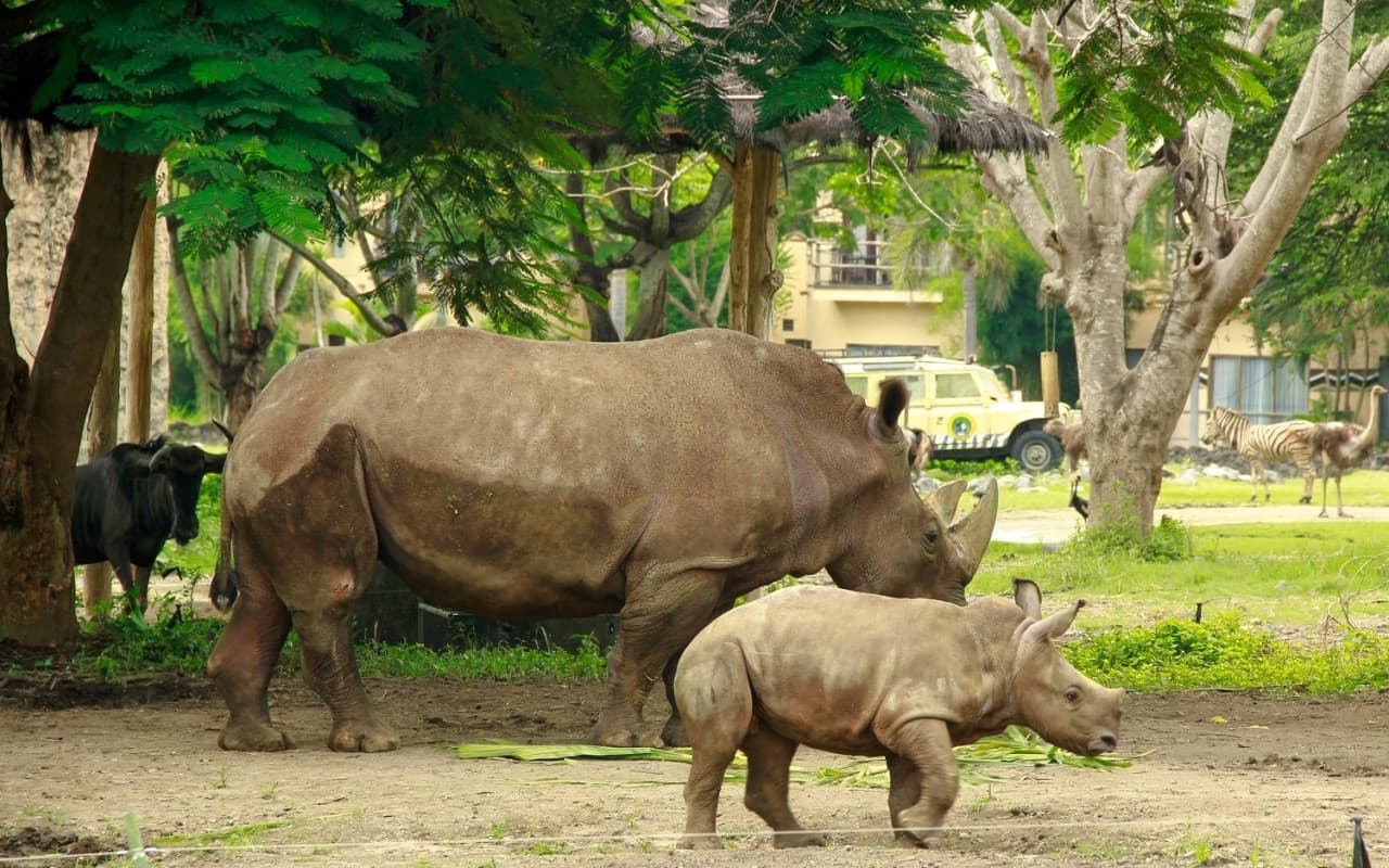 Bali Safari Park Ticket - تصویر 6