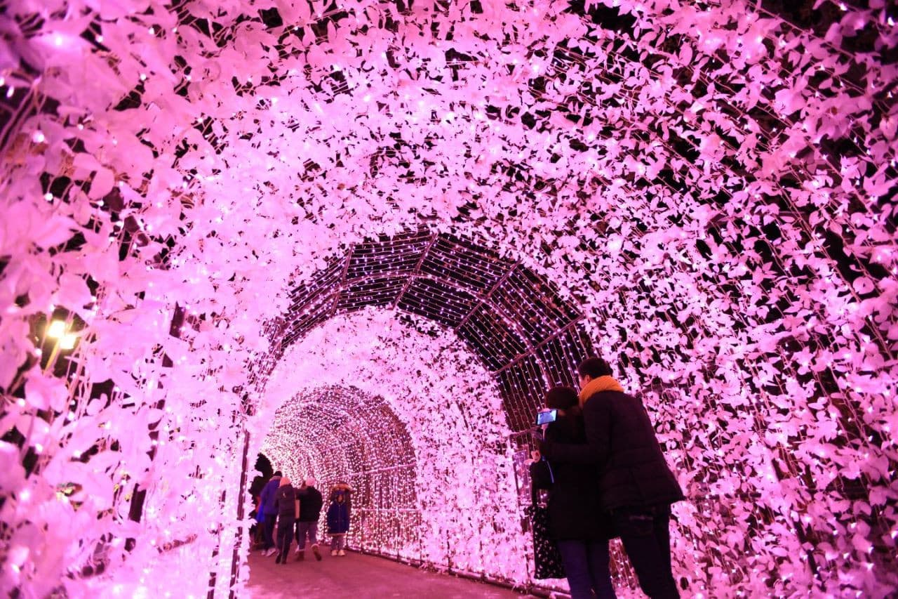 Alpaca World, Nami Island, and Garden of Morning Calm Tour from Seoul - تصویر 9