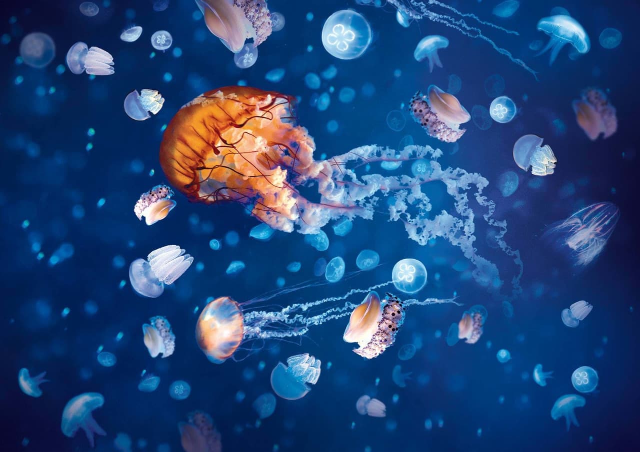 پکیج: SEA LIFE London Aquarium + Hubby eSIM رایگان - تصویر 6