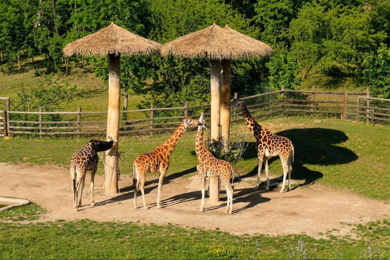 Prague Zoo Ticket + Audio Guide - تصویر اصلی