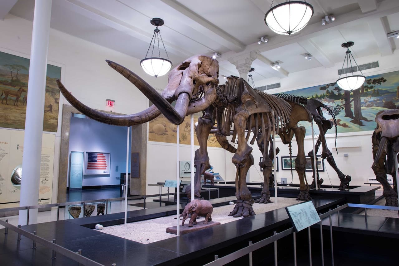 American Museum of Natural History Ticket - تصویر 14