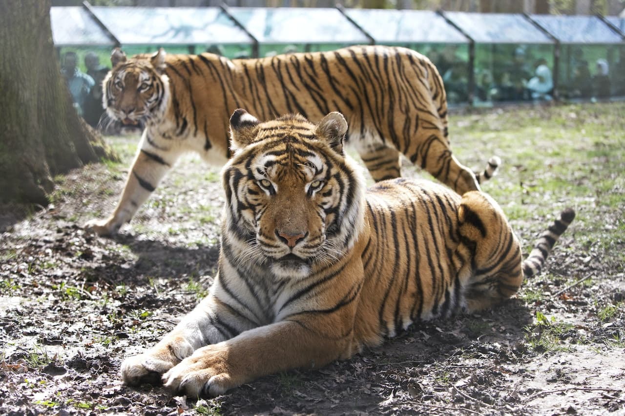 Thoiry ZooSafari: Skip The Line - تصویر 14
