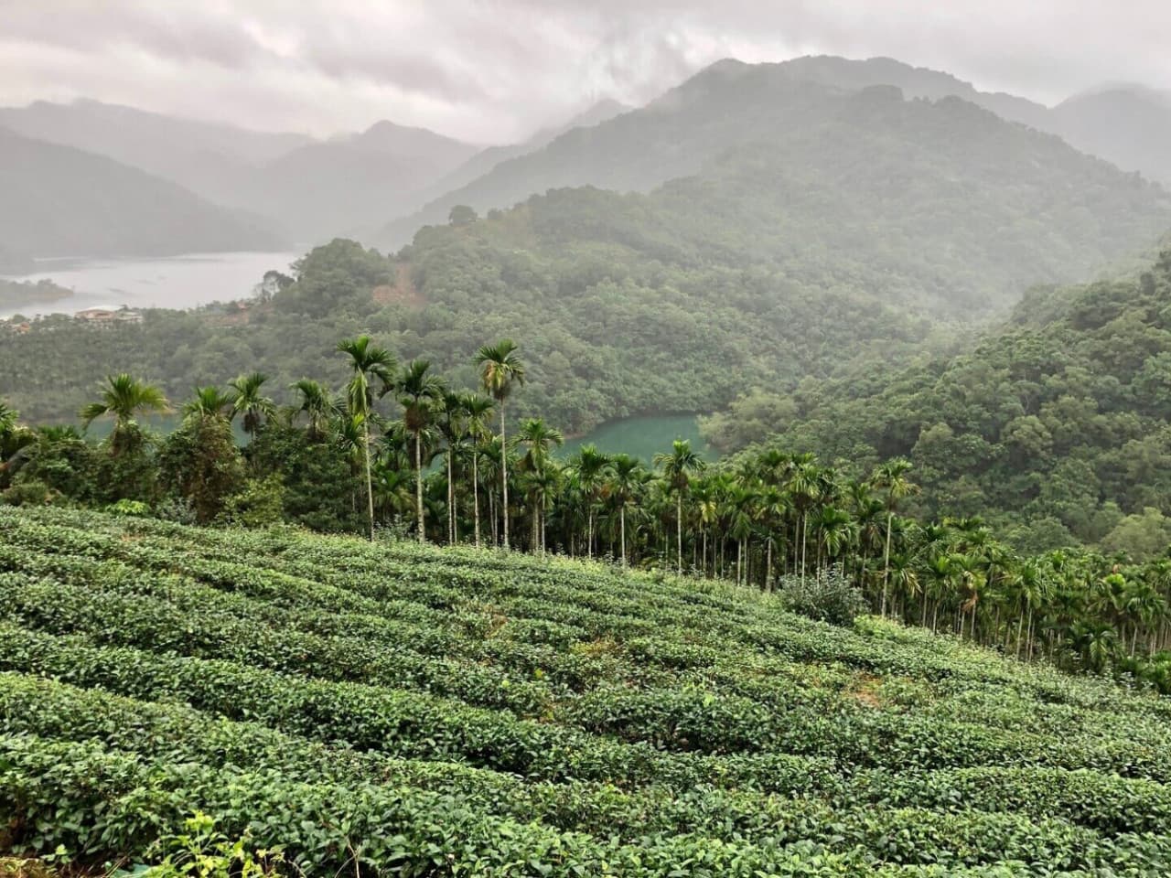 Pinglin Tea Culture and Maokong Full-Day Tour from Taipei - تصویر اصلی