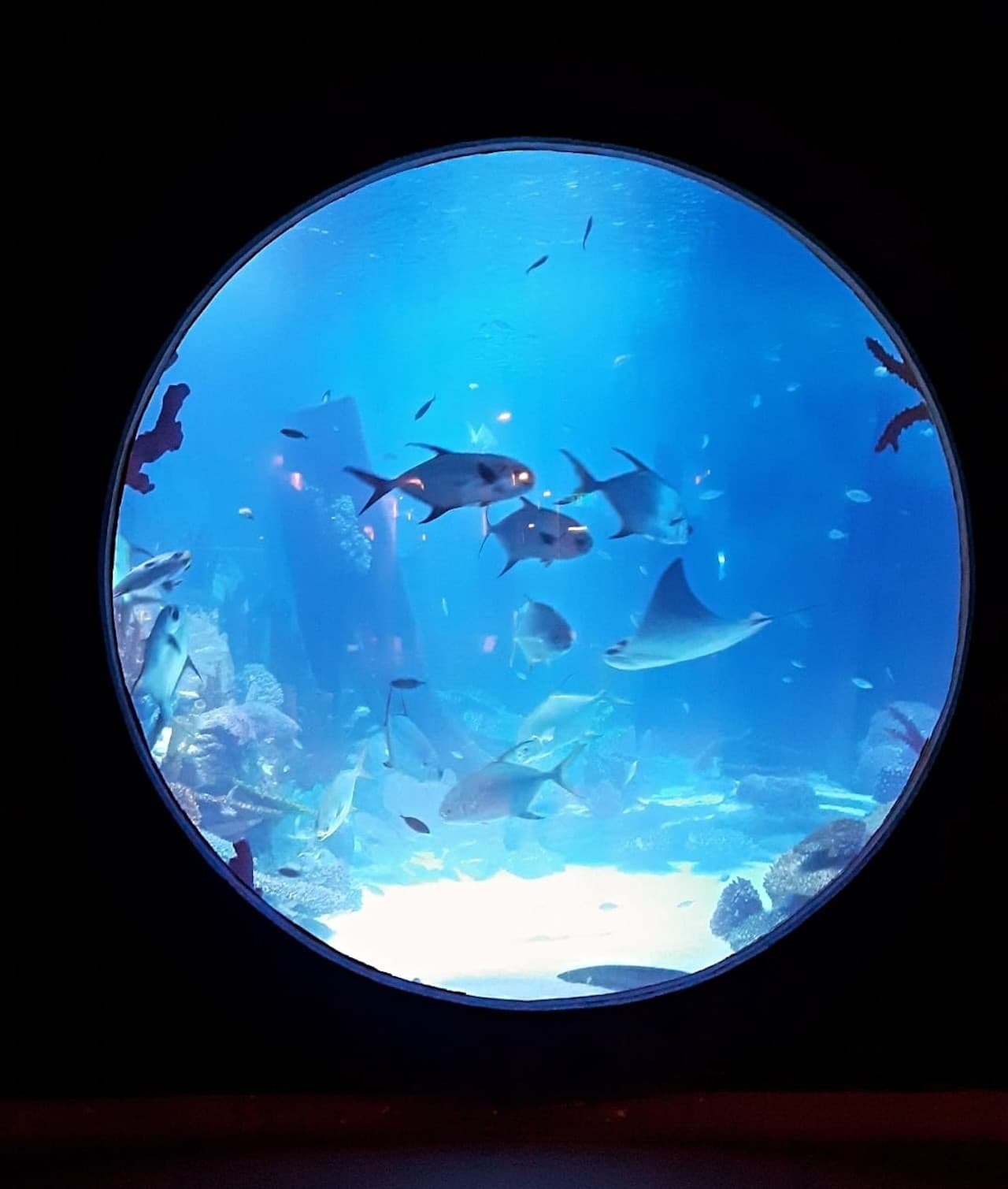 Emaar Aquarium and Underwater Zoo Ticket - تصویر 3