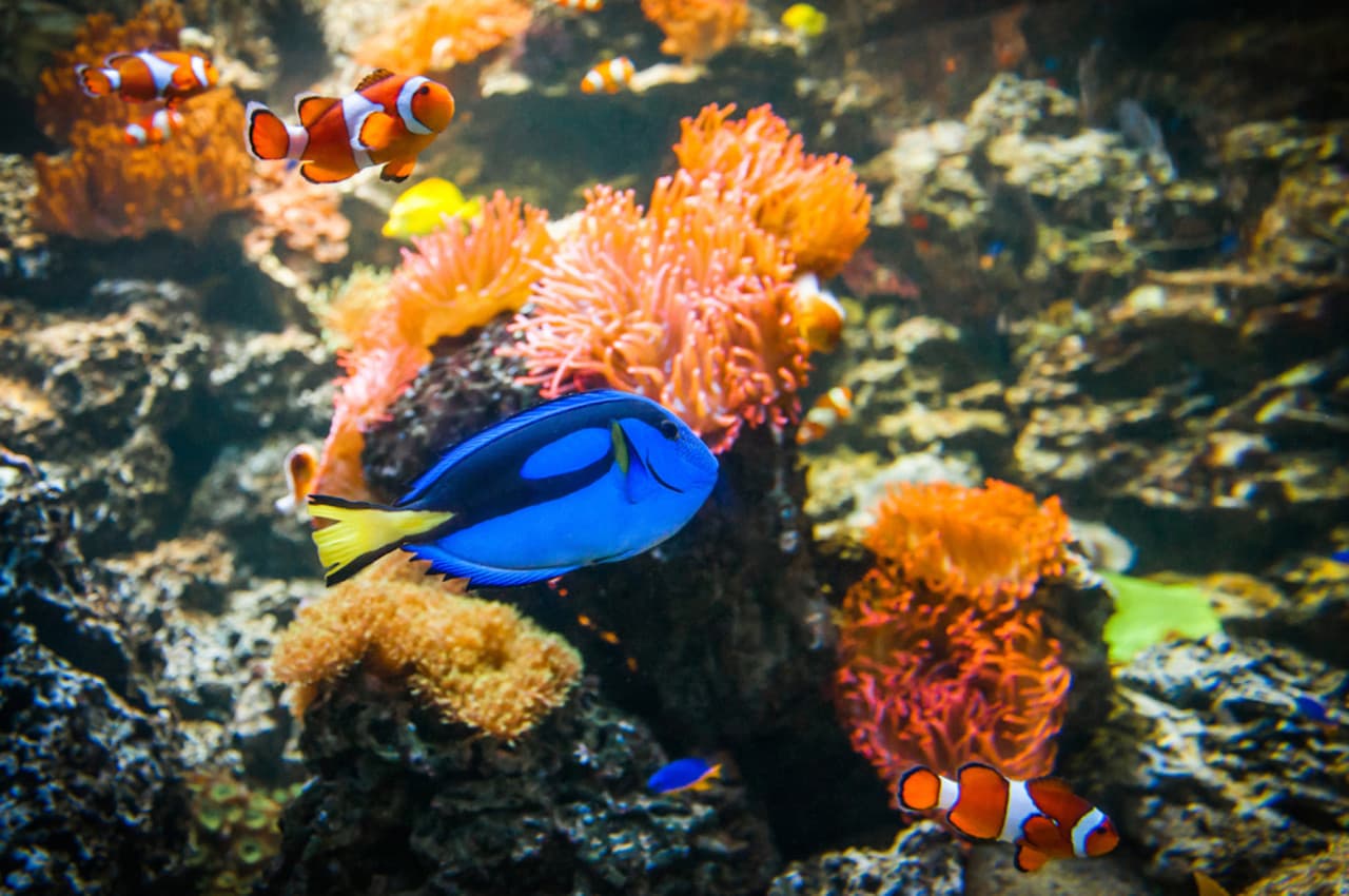 SEA LIFE Munich Aquarium Ticket - تصویر 4