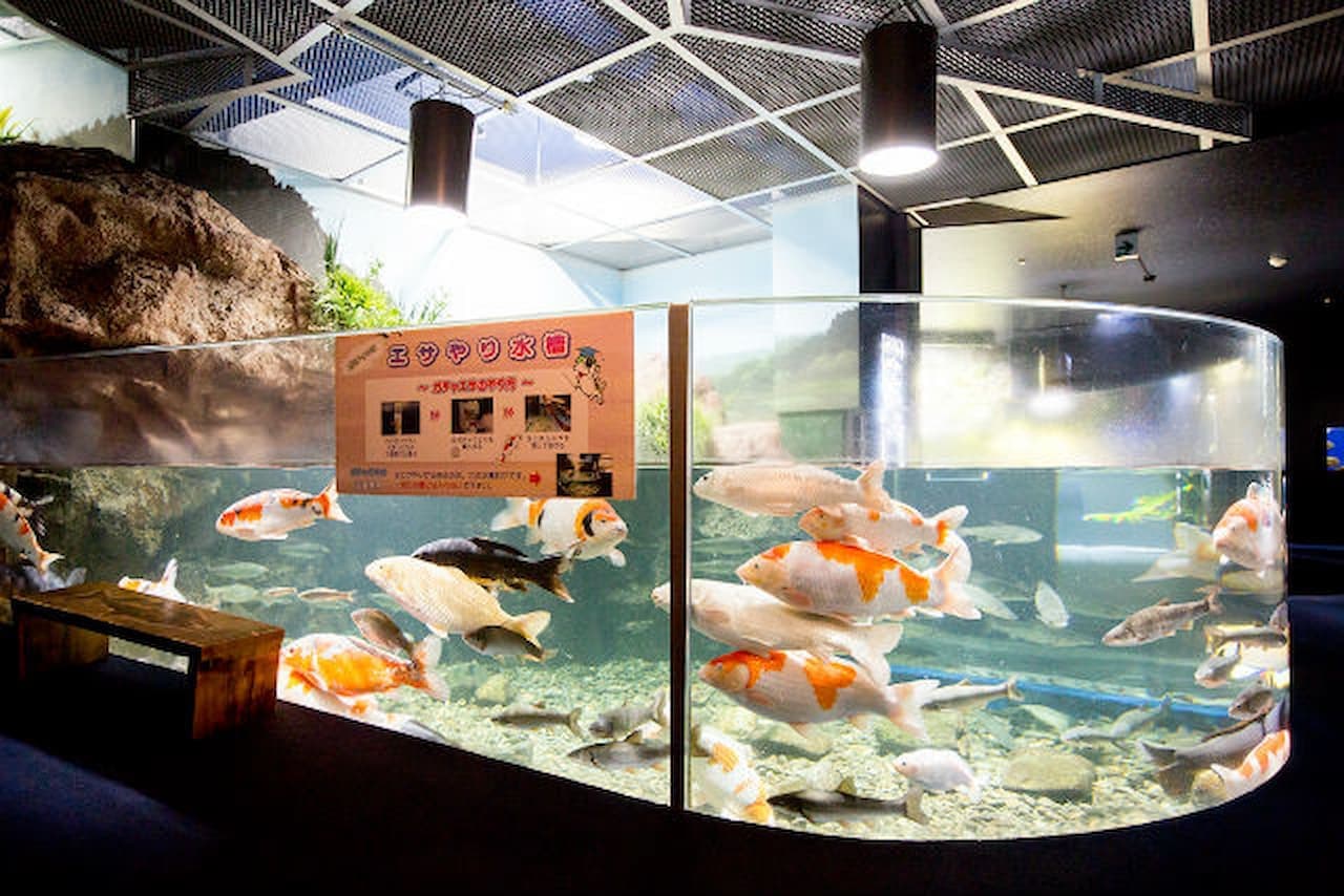 Salmon Hometown Chitose Aquarium Ticket - تصویر 6