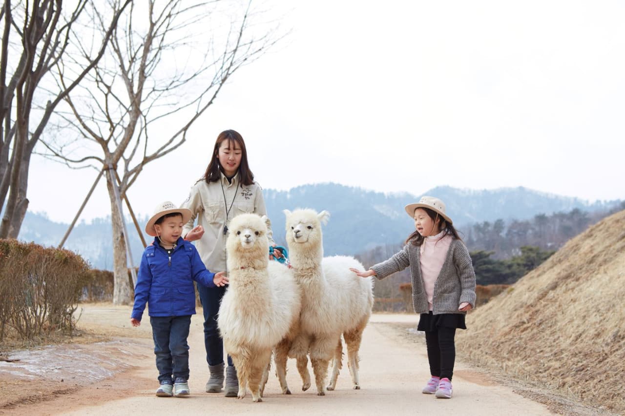 Alpaca World, Nami Island, and Garden of Morning Calm Tour from Seoul - تصویر اصلی