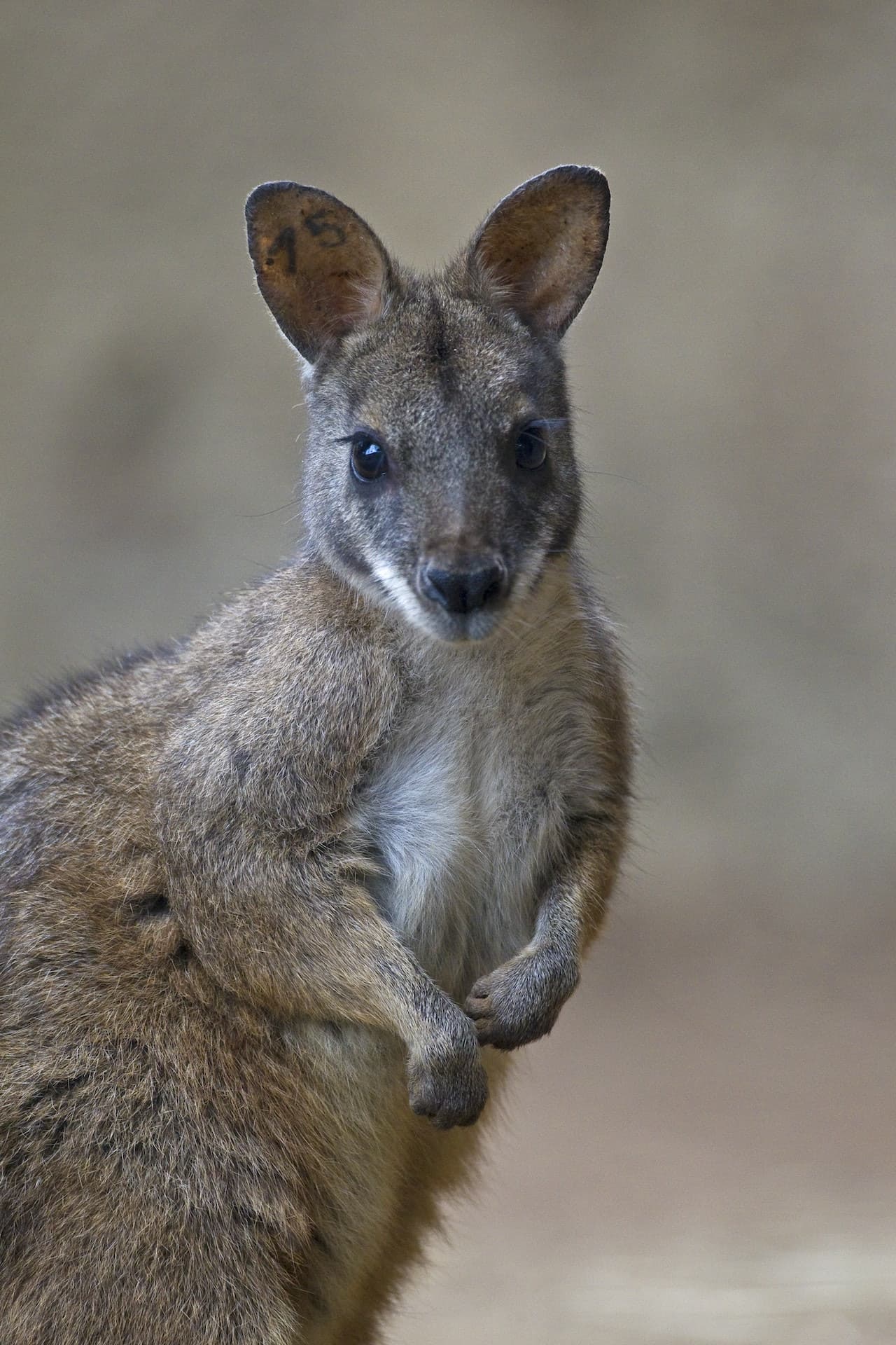 San Diego Zoo - تصویر 6
