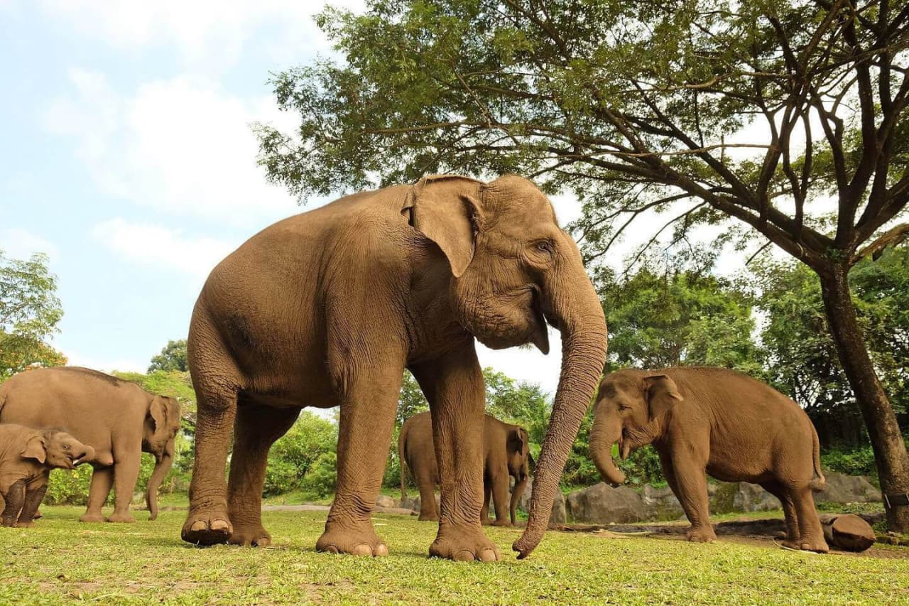 Bali Safari Park Ticket - تصویر 5