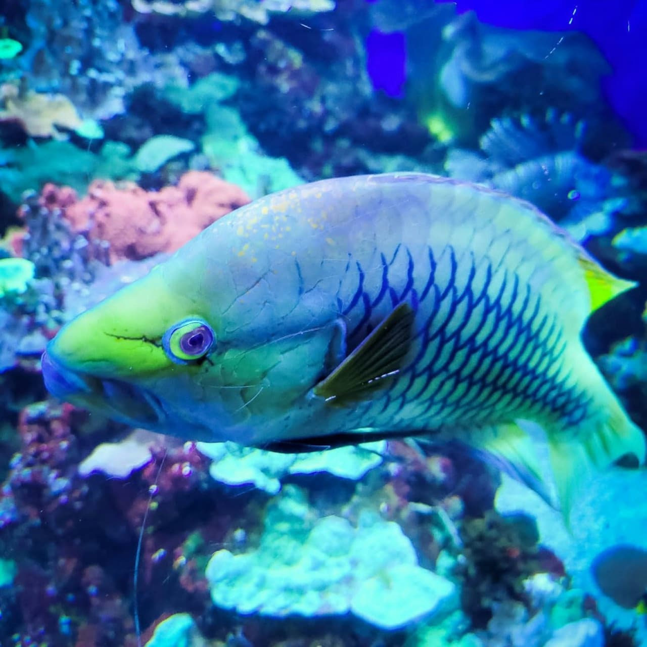 Downtown Aquarium Denver Ticket - تصویر 4