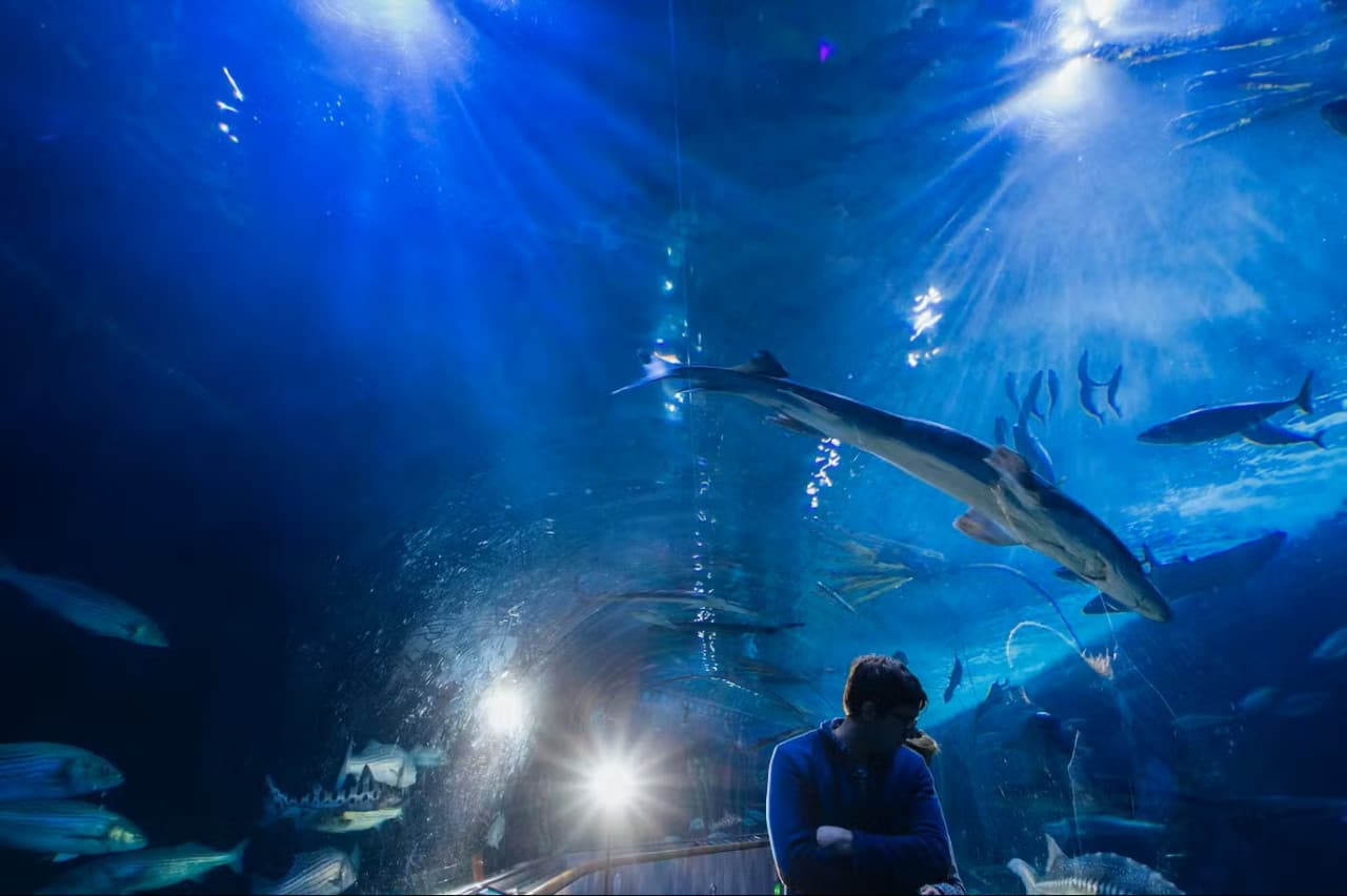Aquarium of the Bay Ticket - تصویر 5