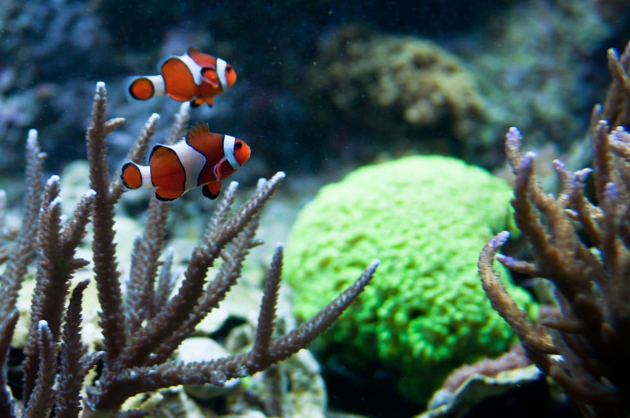 New England Aquarium Ticket - تصویر 12