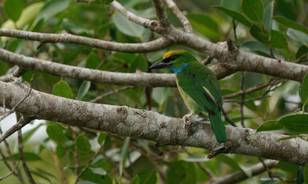 Langkawi Birdwatching Experience Tour - Half Day - تصویر 8