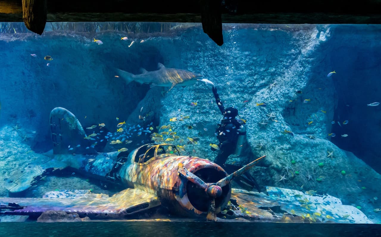 The National Aquarium Abu Dhabi Ticket - تصویر 6