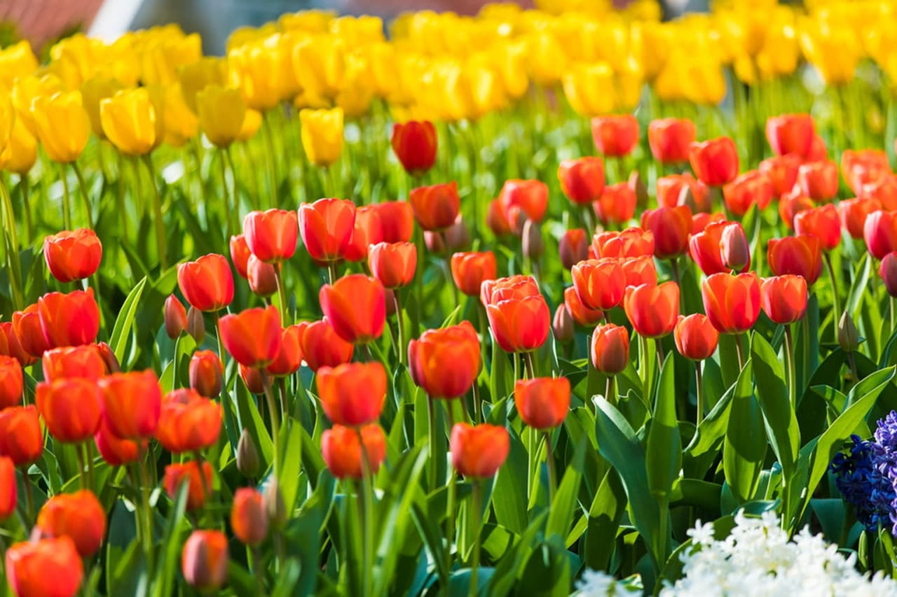 Keukenhof Gardens Ticket with Round Trip Bus Transfer from Amsterdam - تصویر 5
