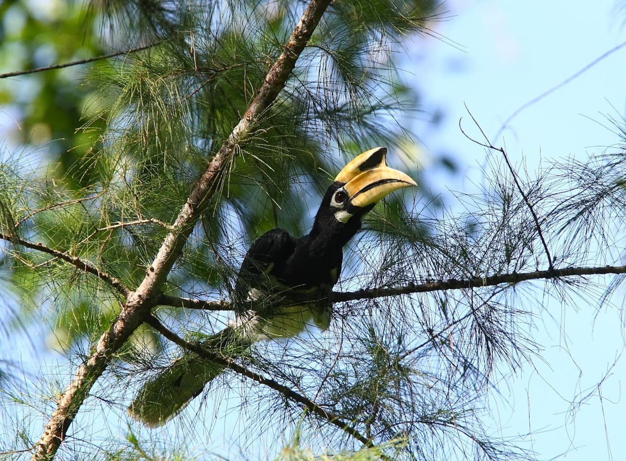 Langkawi Birdwatching Experience Tour - Half Day - تصویر 2