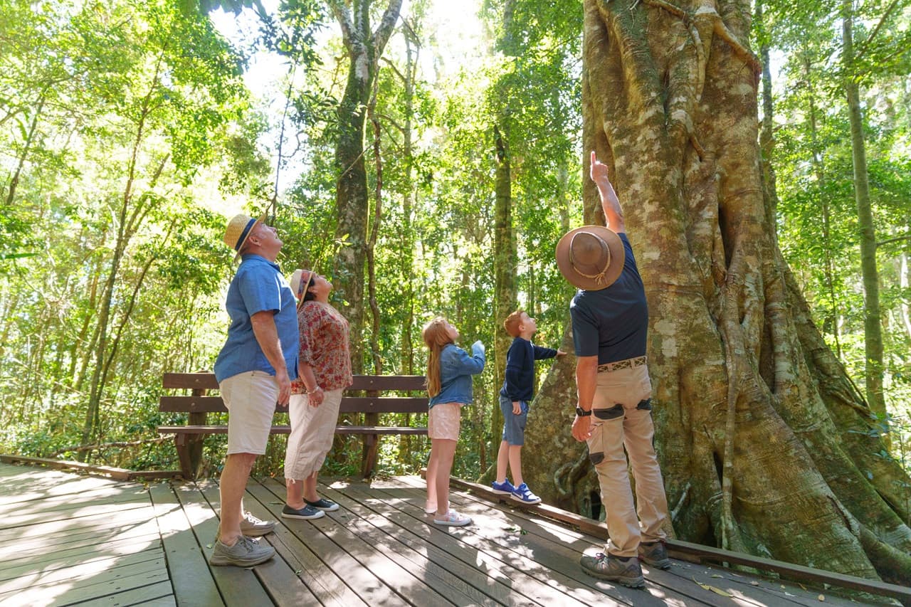 Lamington National Park Tour: O'Reilly's Rainforest Retreat and Canungra Valley Vineyard - تصویر اصلی