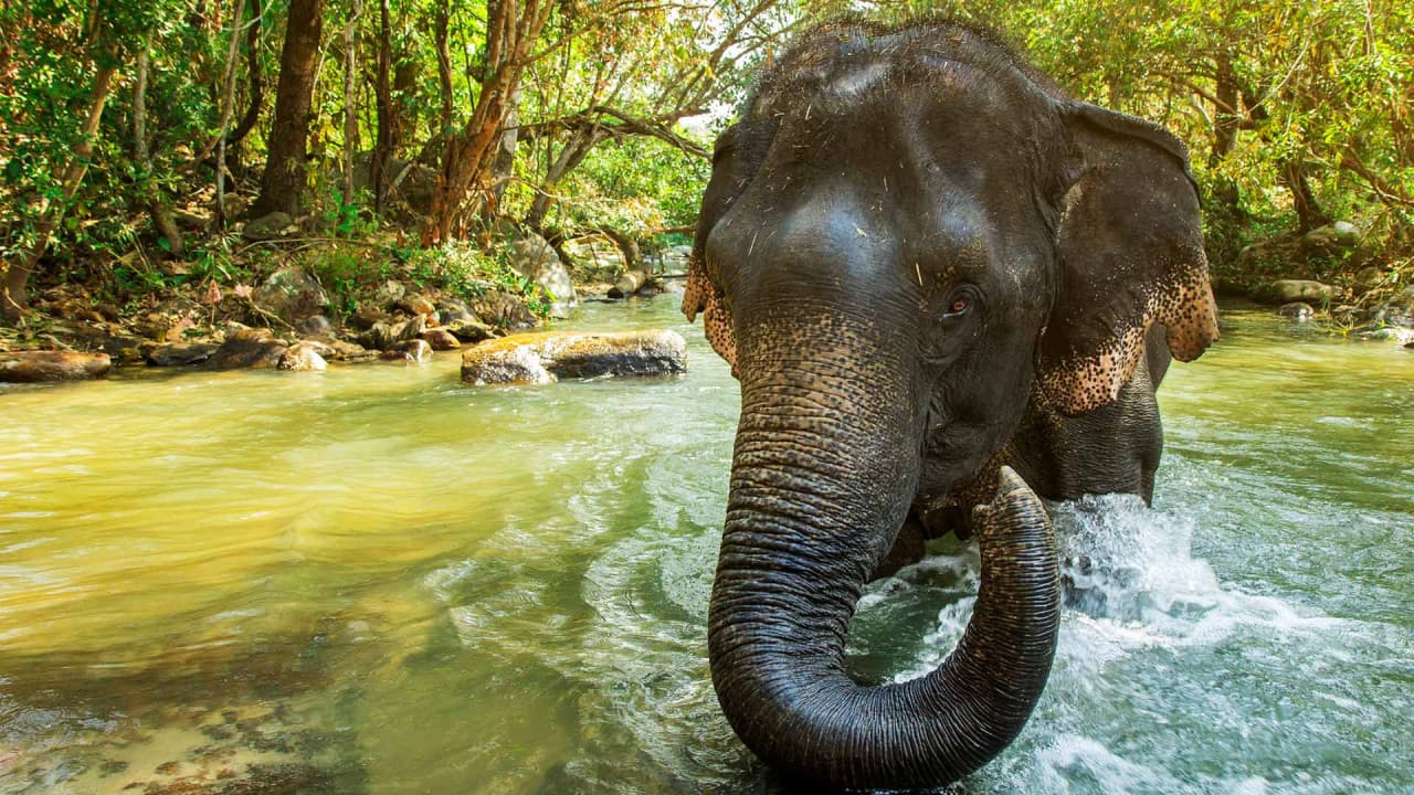 Elephant Jungle Sanctuary Phuket - تصویر 7