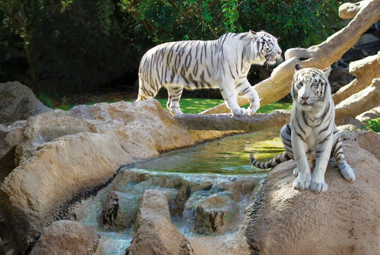 Loro Parque Ticket - تصویر 13