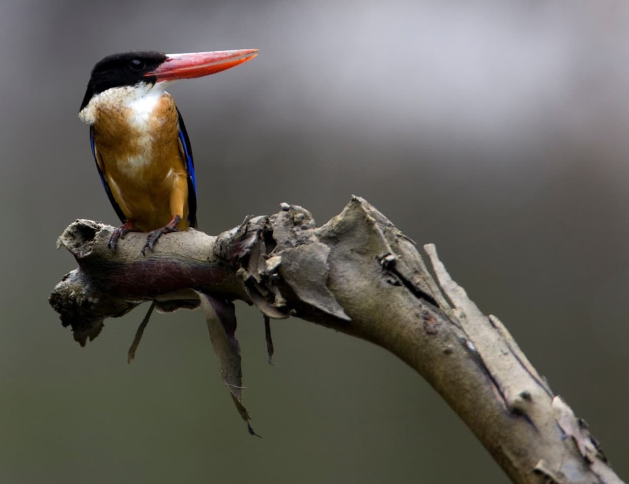 Langkawi Birdwatching Experience Tour - Half Day - تصویر 10