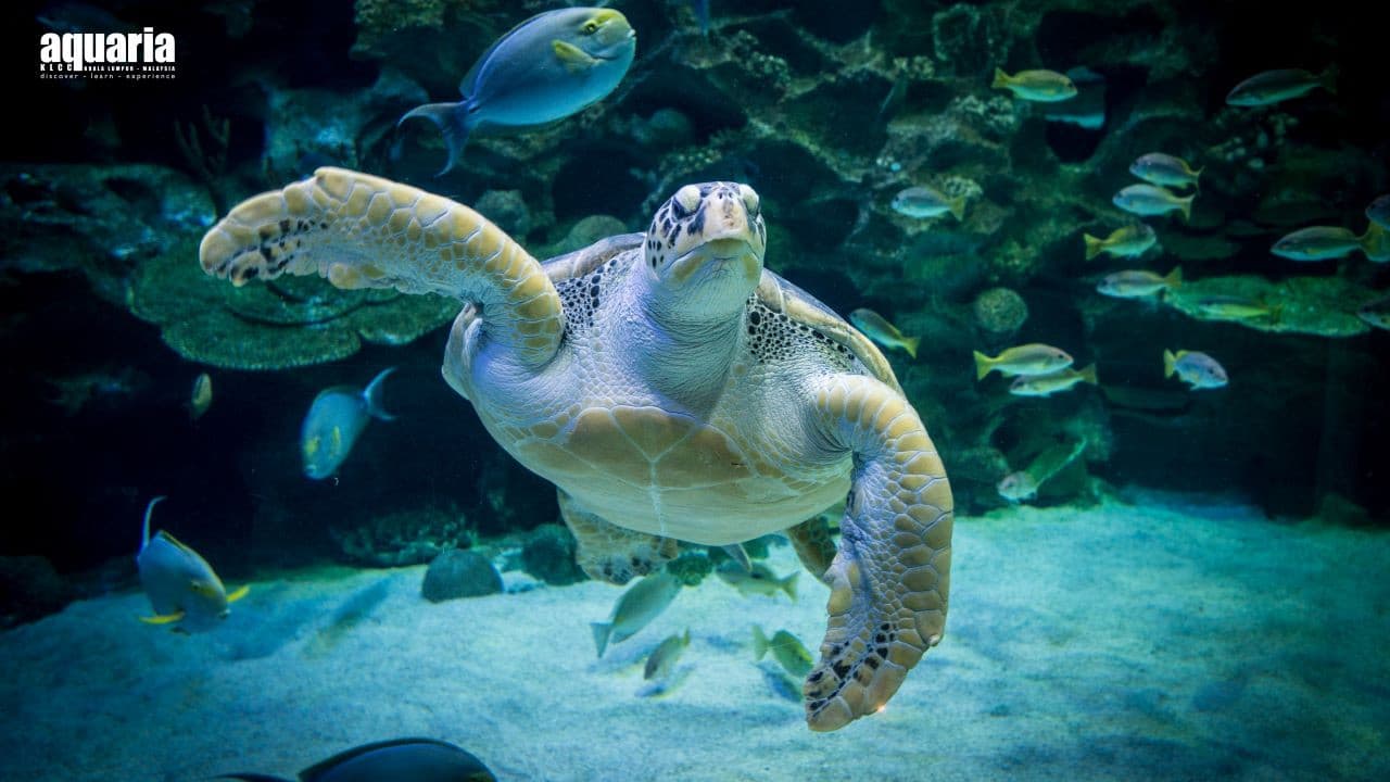 Aquaria KLCC Ticket - تصویر 6