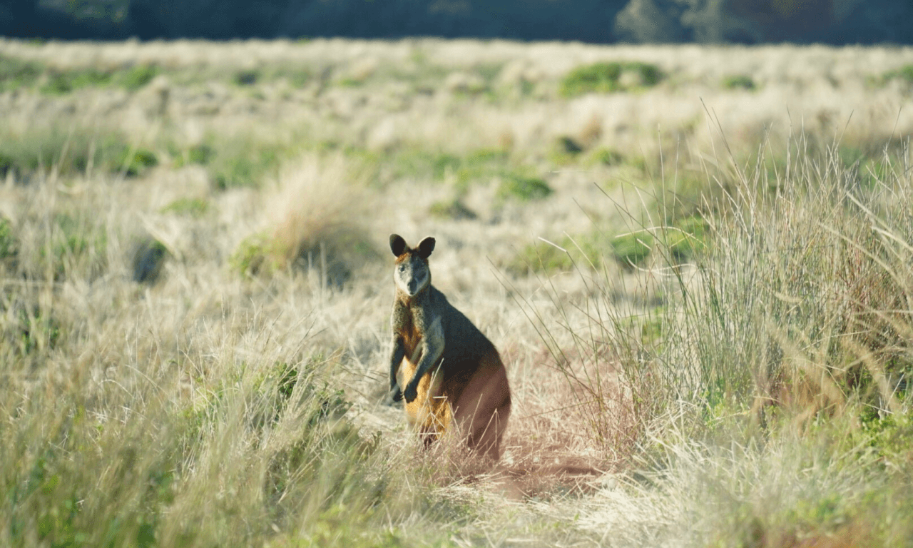 Phillip Island with Penguin Parade Eco Tour - تصویر 36