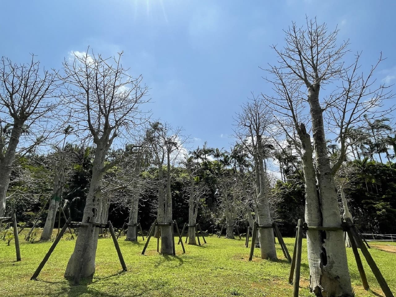 Okinawa Southeast Botanical Gardens - تصویر 10