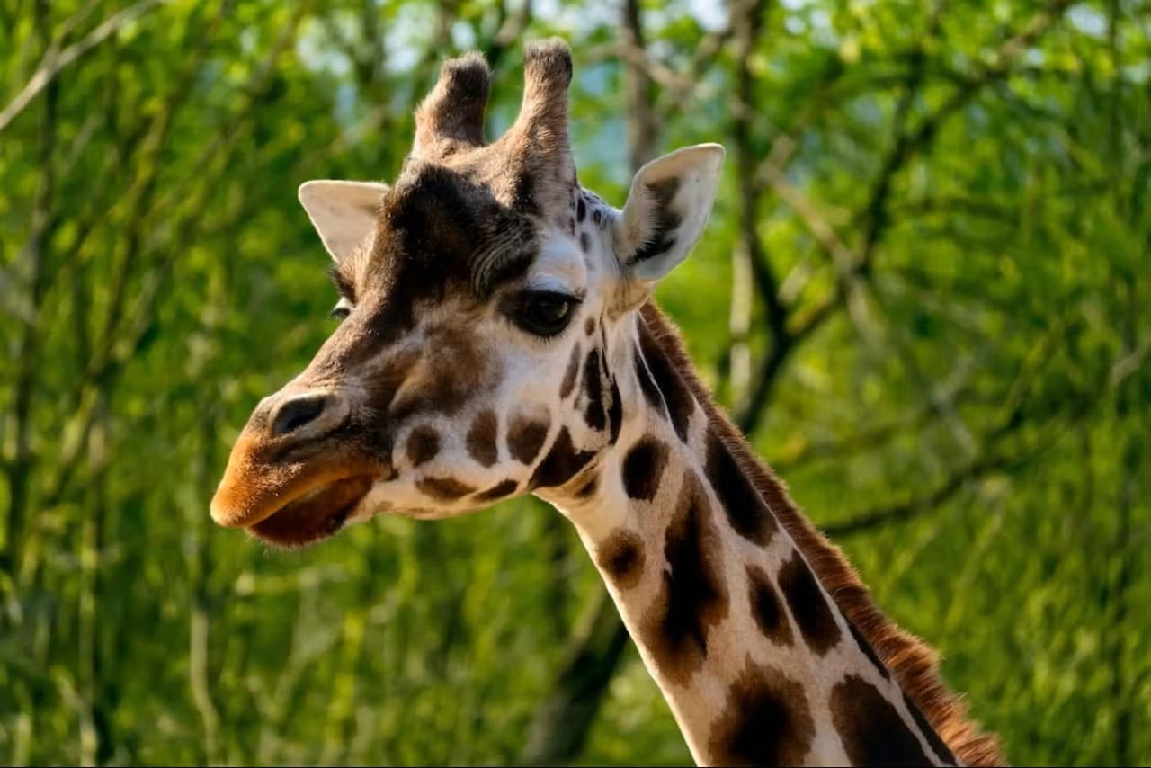 Prague Zoo Ticket + Audio Guide - تصویر 2