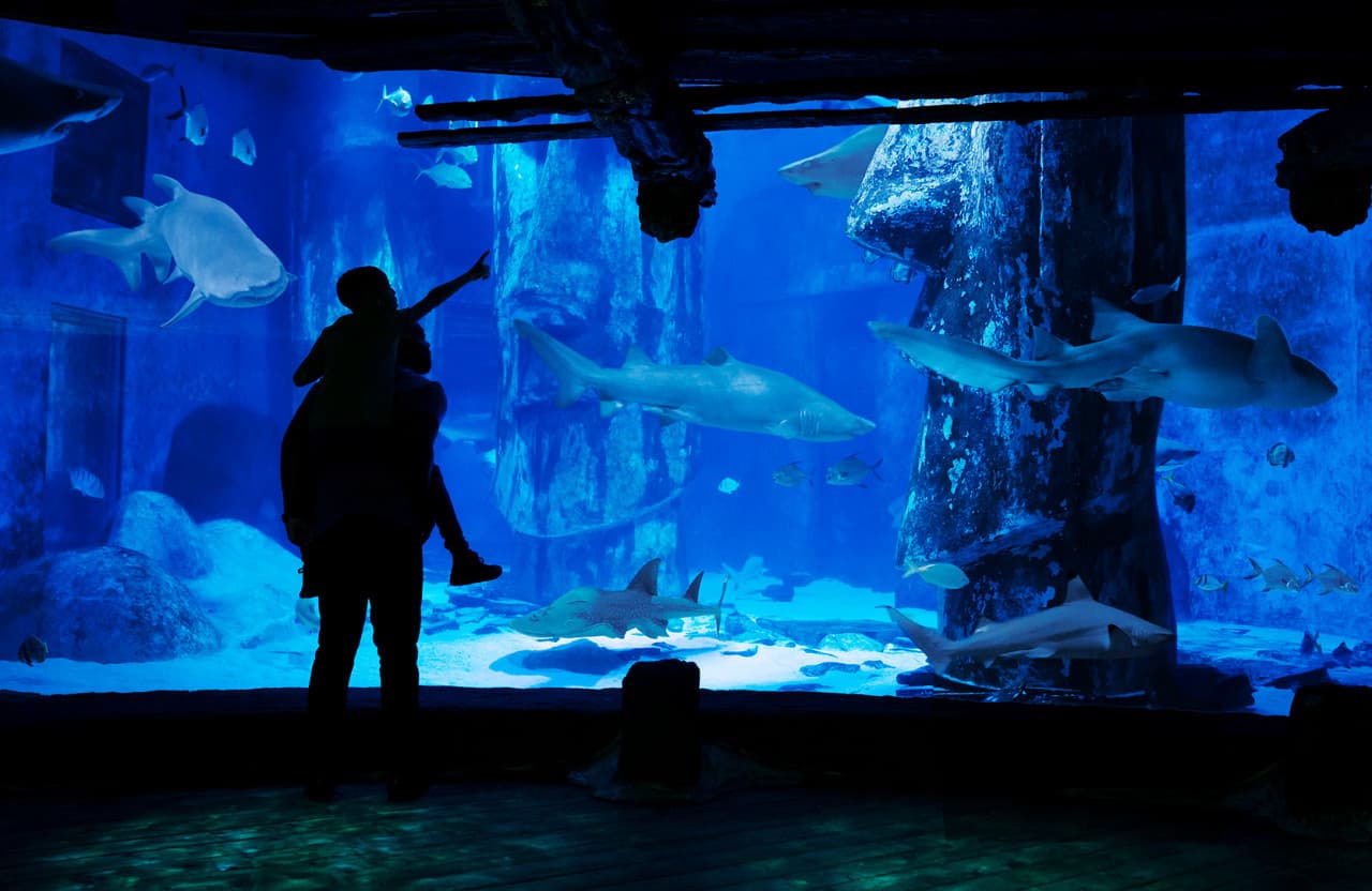 COMBO: London Eye + SEA LIFE London Aquarium Ticket - تصویر 10