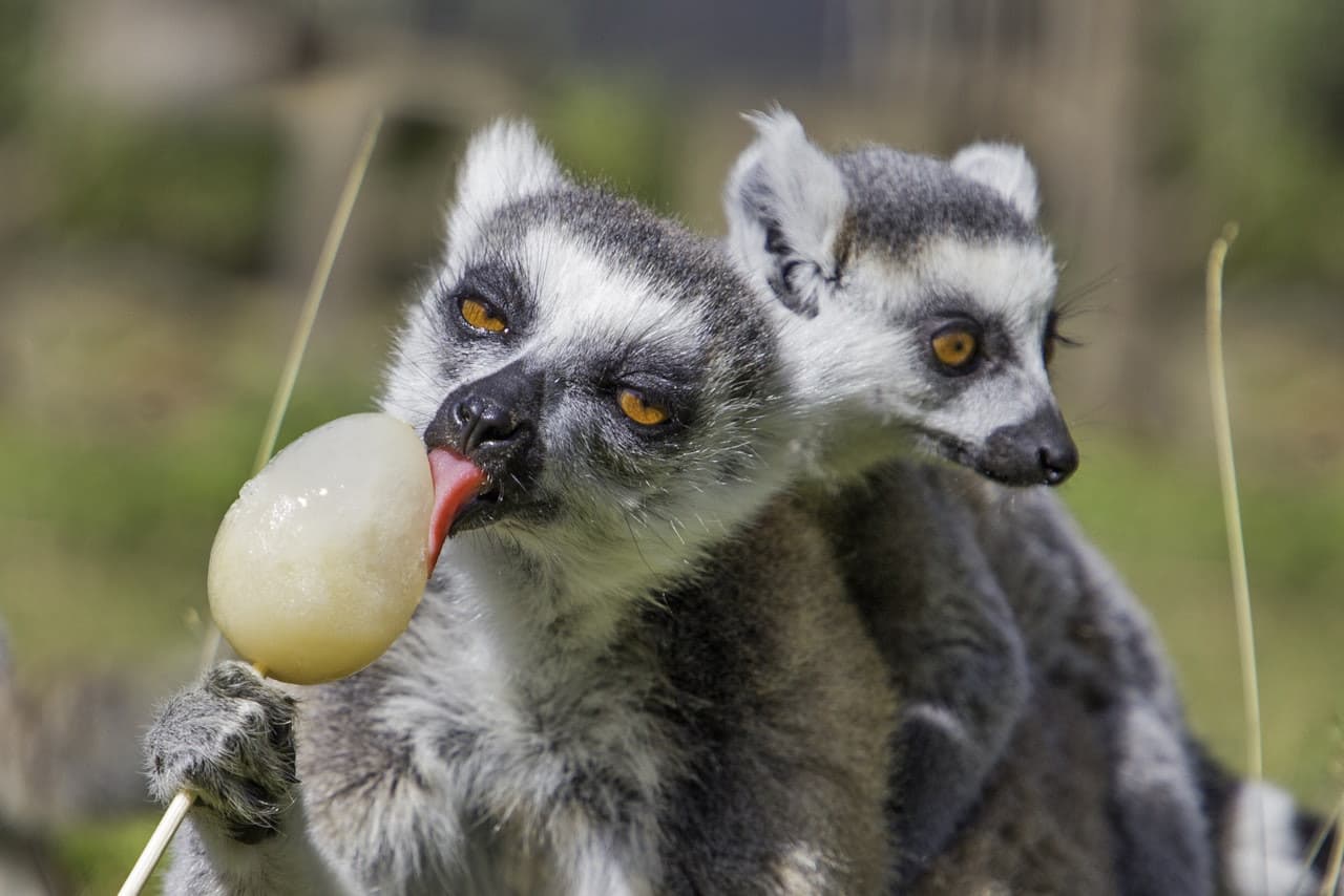 Thoiry ZooSafari: Skip The Line - تصویر 7