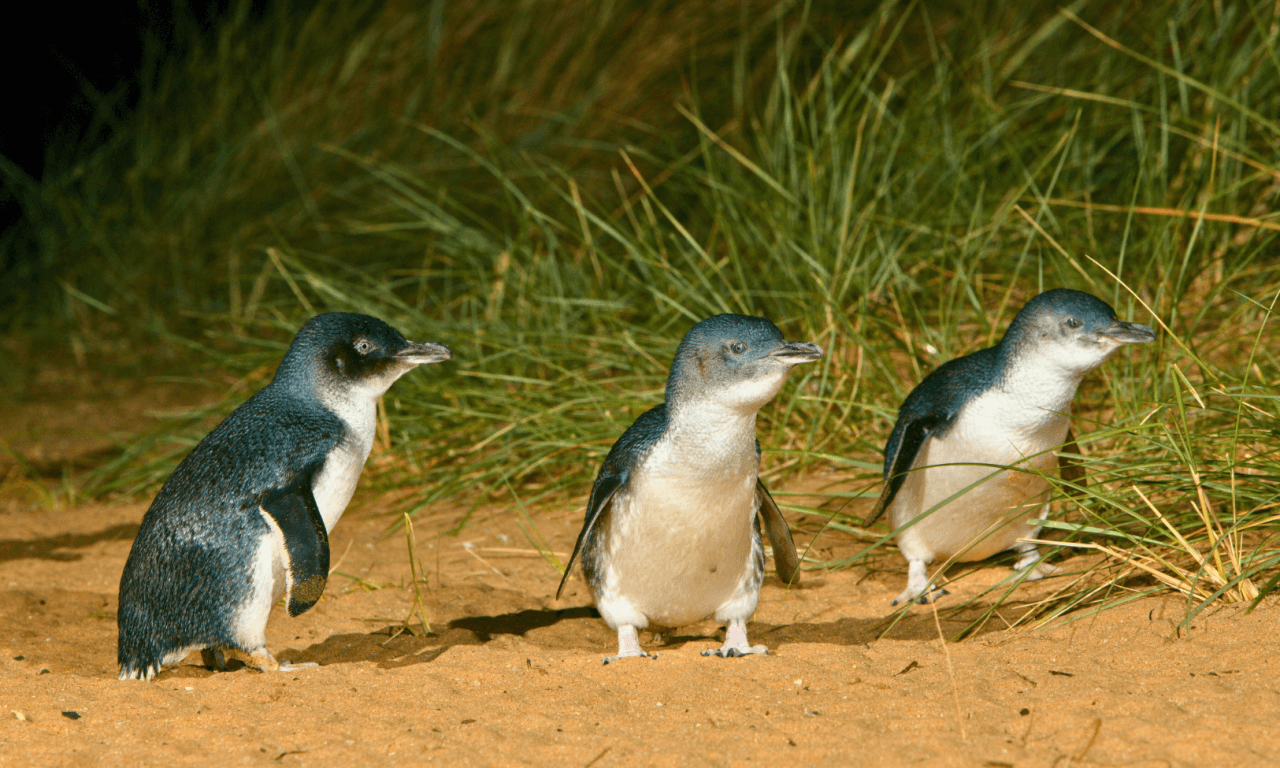 Penguins Express Tour from Melbourne - تصویر 15